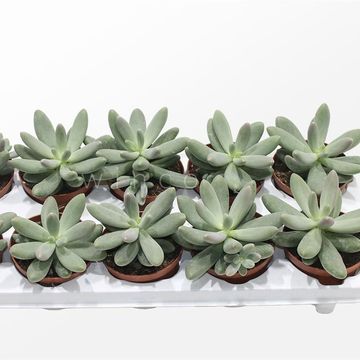 Pachyphytum 'Diamond'