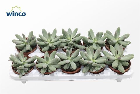 Pachyphytum 'Diamond'