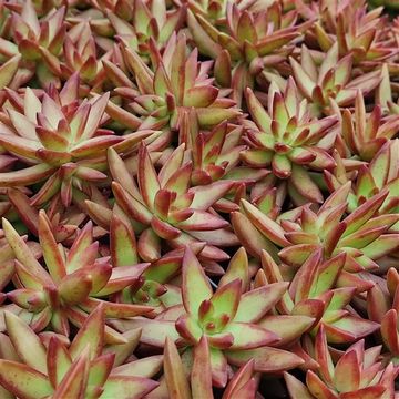 Sedum nussbaumerianum