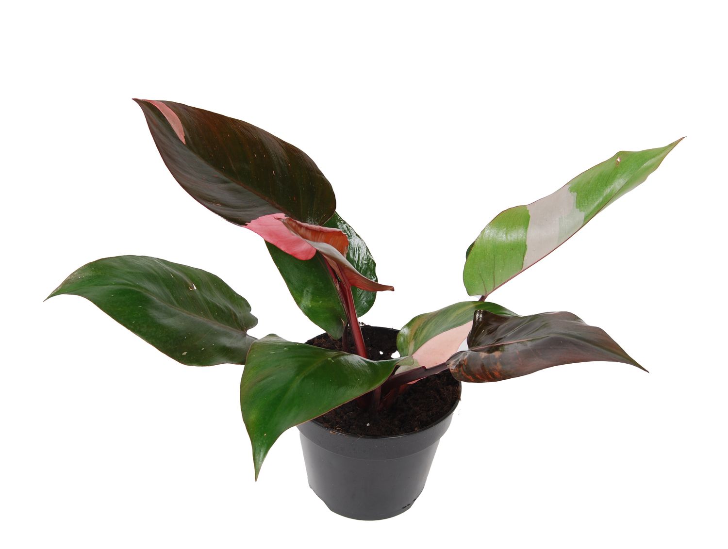 Filodendron 'Pink Princess' — Toptan Bitki Satışı FlorAccess
