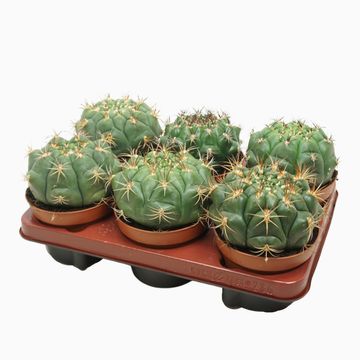 Gymnocalycium saglionis