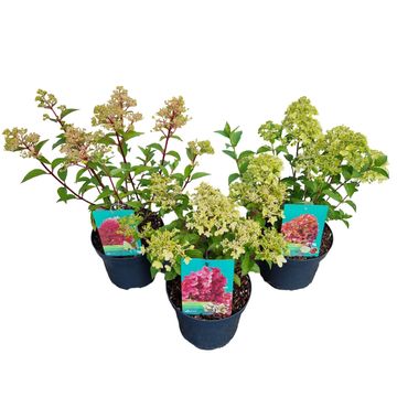 Hydrangea paniculata PETITE MIX