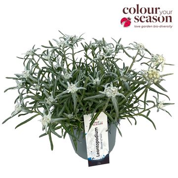 Leontopodium alpinum BLOSSOM OF SNOW