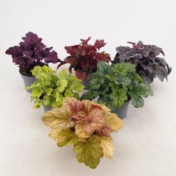 Heuchera MIX