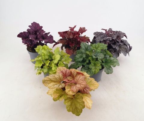 Heuchera MIX