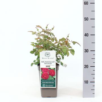 Rosa MUNSTEAD WOOD