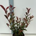 Photinia x fraseri CARRÉ ROUGE