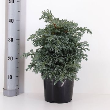 Chamaecyparis pisifera 'Boulevard'