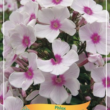 Phlox 'Miss Holland'