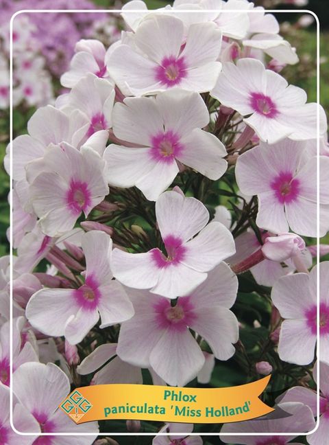 Phlox 'Miss Holland'