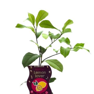 Citrus limon 'Lemon Lover'