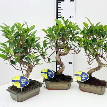 Ficus retusa