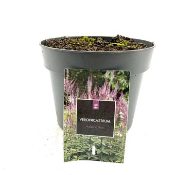 Veronicastrum virginicum 'Adoration'