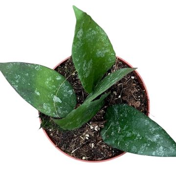 Hoya caudata