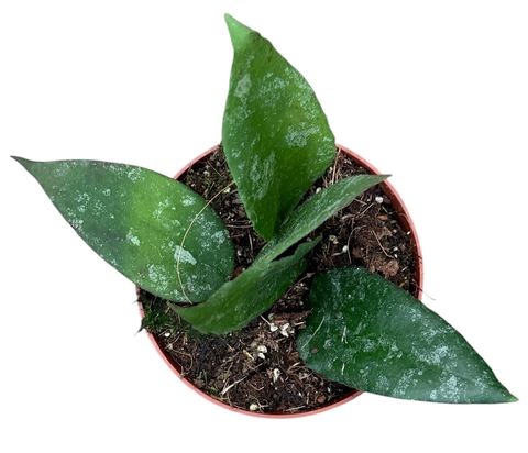 Hoya caudata