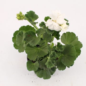 Pelargonium SAILING