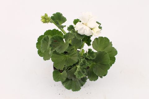 Pelargonium SAILING