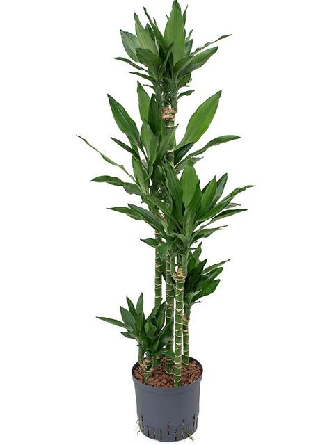 Dracaena fragrans 'Джанет Линд'