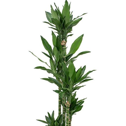 Dracaena fragrans 'Janet Lind'