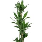 Dracaena fragrans 'Джанет Линд'