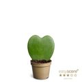 Hoya kerrii