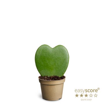 Hoya kerrii