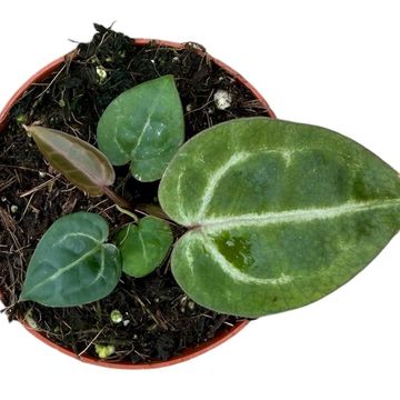 Anthurium 'Red Crystallinum'