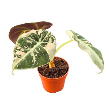 Alocasia 'Black Velvet Variegata'