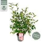 Camellia 'Spring Festival'