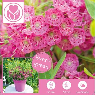 Kalmia angustifolia 'Rubra'