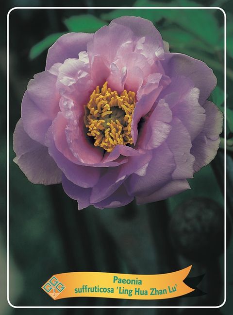 Paeonia suffruticosa 'Ling Hua Zhan Lu'