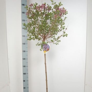 Syringa meyeri 'Palibin'