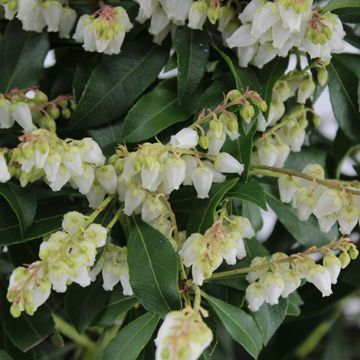 Pieris japonica 'Bonfire'