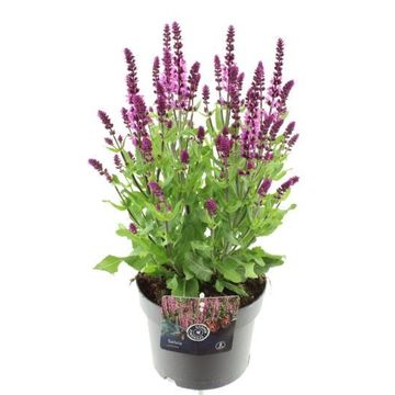Salvia nemorosa SENSATION DEEP ROSE