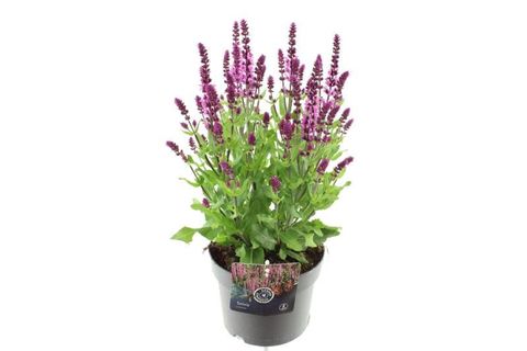Salvia nemorosa SENSATION DEEP ROSE