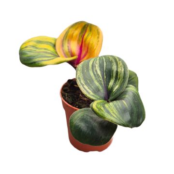 Geogenanthus ciliatus 'Aura Flame'