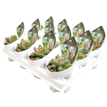 Pachyphytum compactum