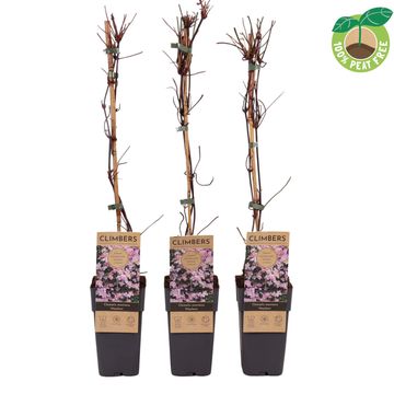 Clematis 'Mayleen' (M)