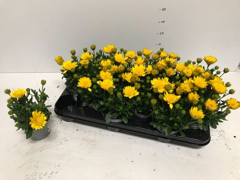 Osteospermum 3D DEEP SUN