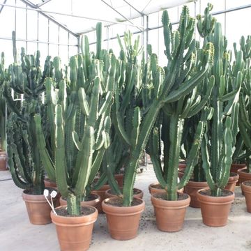 Euphorbia ingens