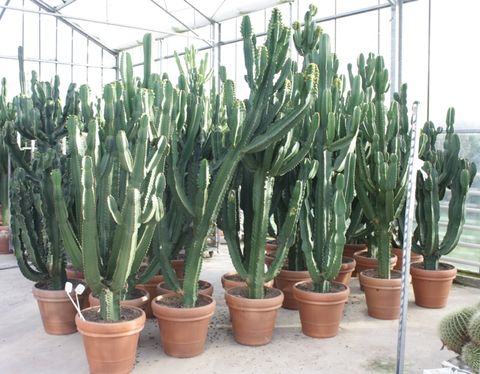 Euphorbia ingens