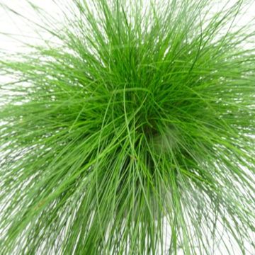 Festuca cinerea