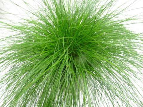 Festuca cinerea