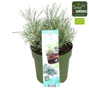 Helichrysum italicum 'Tikka'