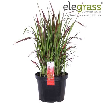 Imperata cylindrica 'Red Baron'