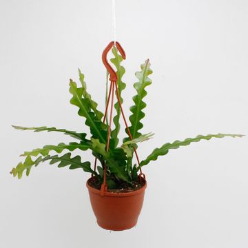 Epiphyllum anguliger