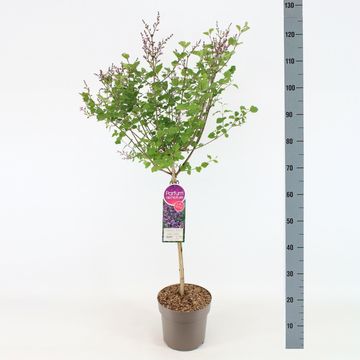 Syringa BLOOMERANG DARK PURPLE