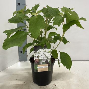 Hydrangea quercifolia SNOW QUEEN