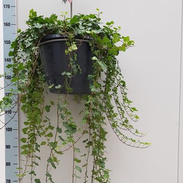 Hedera helix 'Wonder'