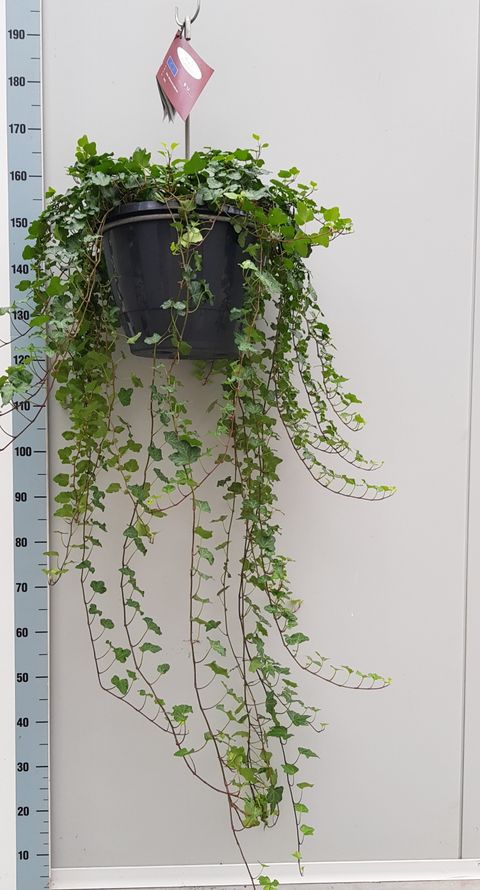 Hedera helix 'Wonder'